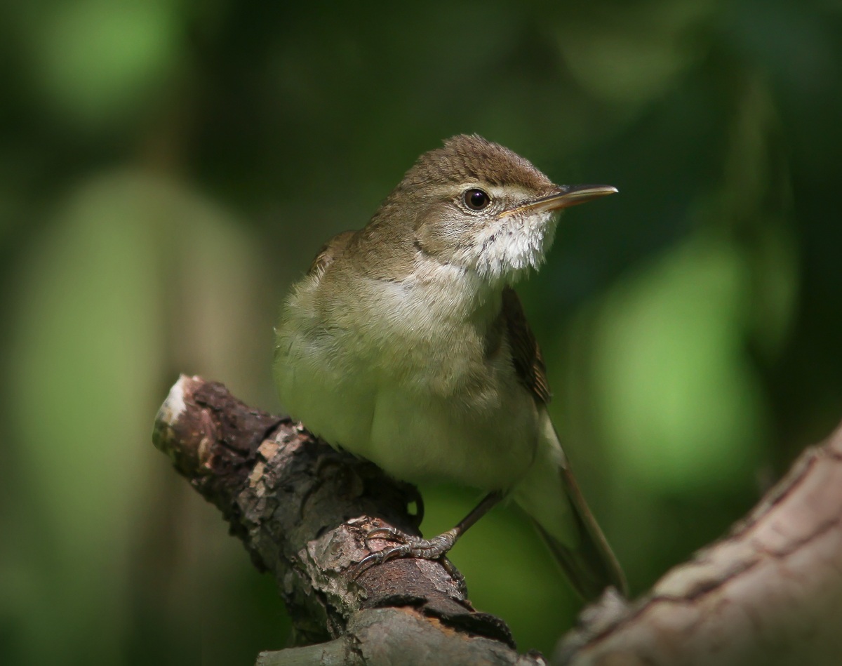 Cannaiola (Acrocephalus scirpaceus)