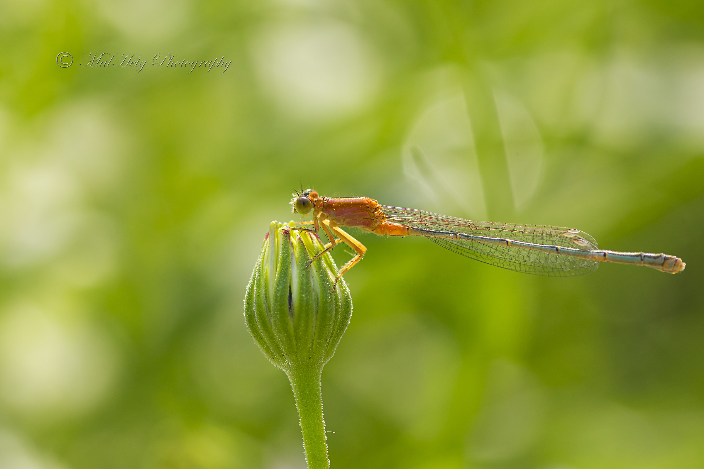 Damselfly