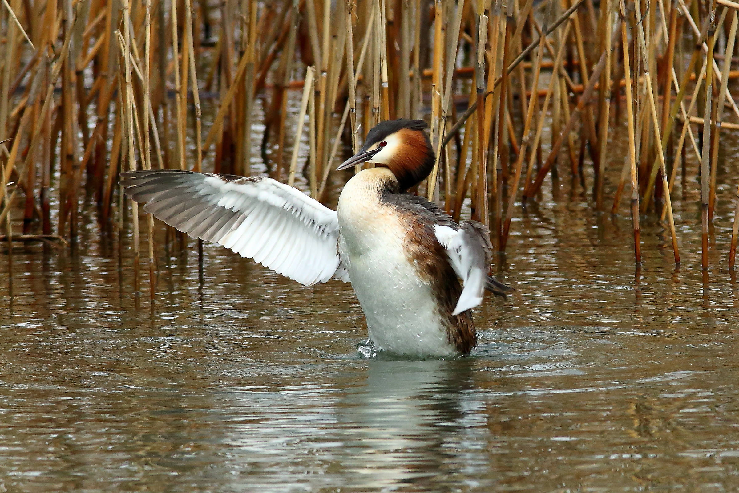 Bella la vita da scapolo