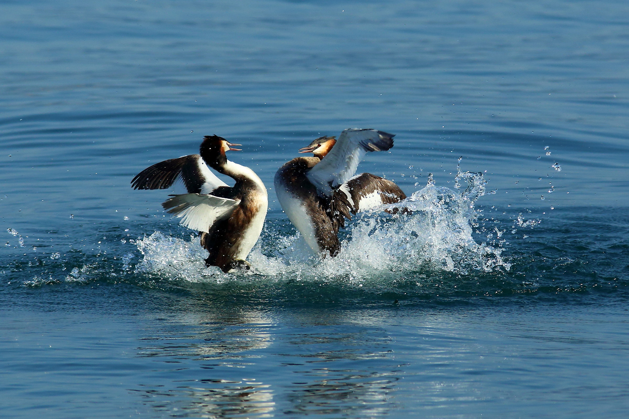 The Cable Guy on duty