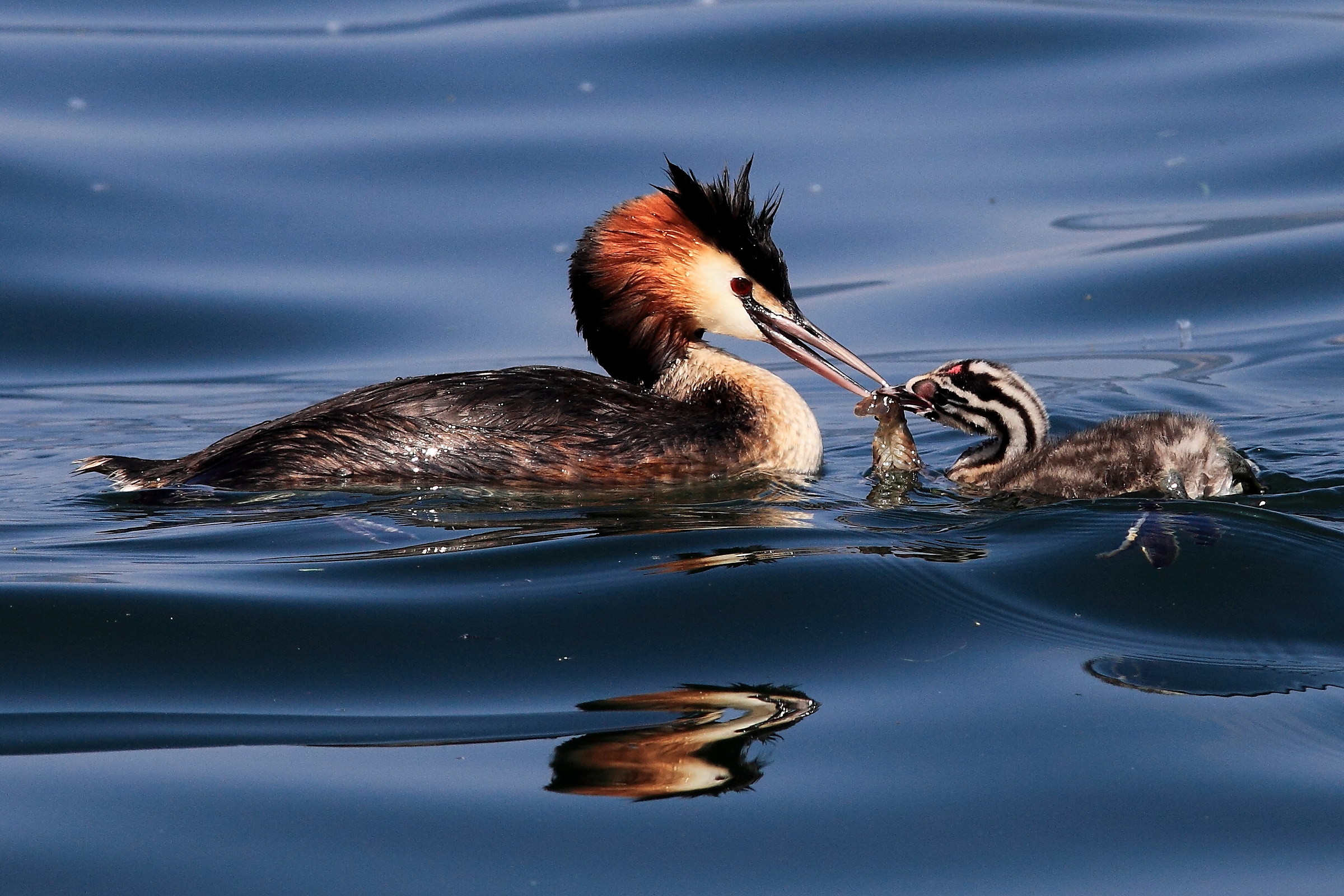 Ragazzi,da scapolo non sgobbavo così