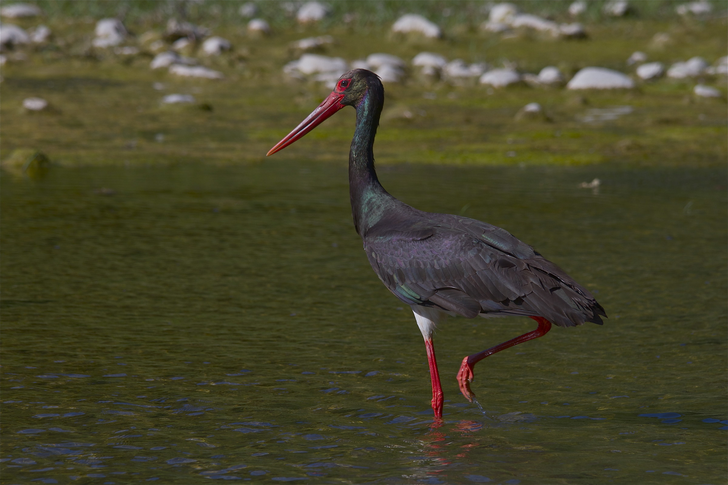 Black Stork walking
