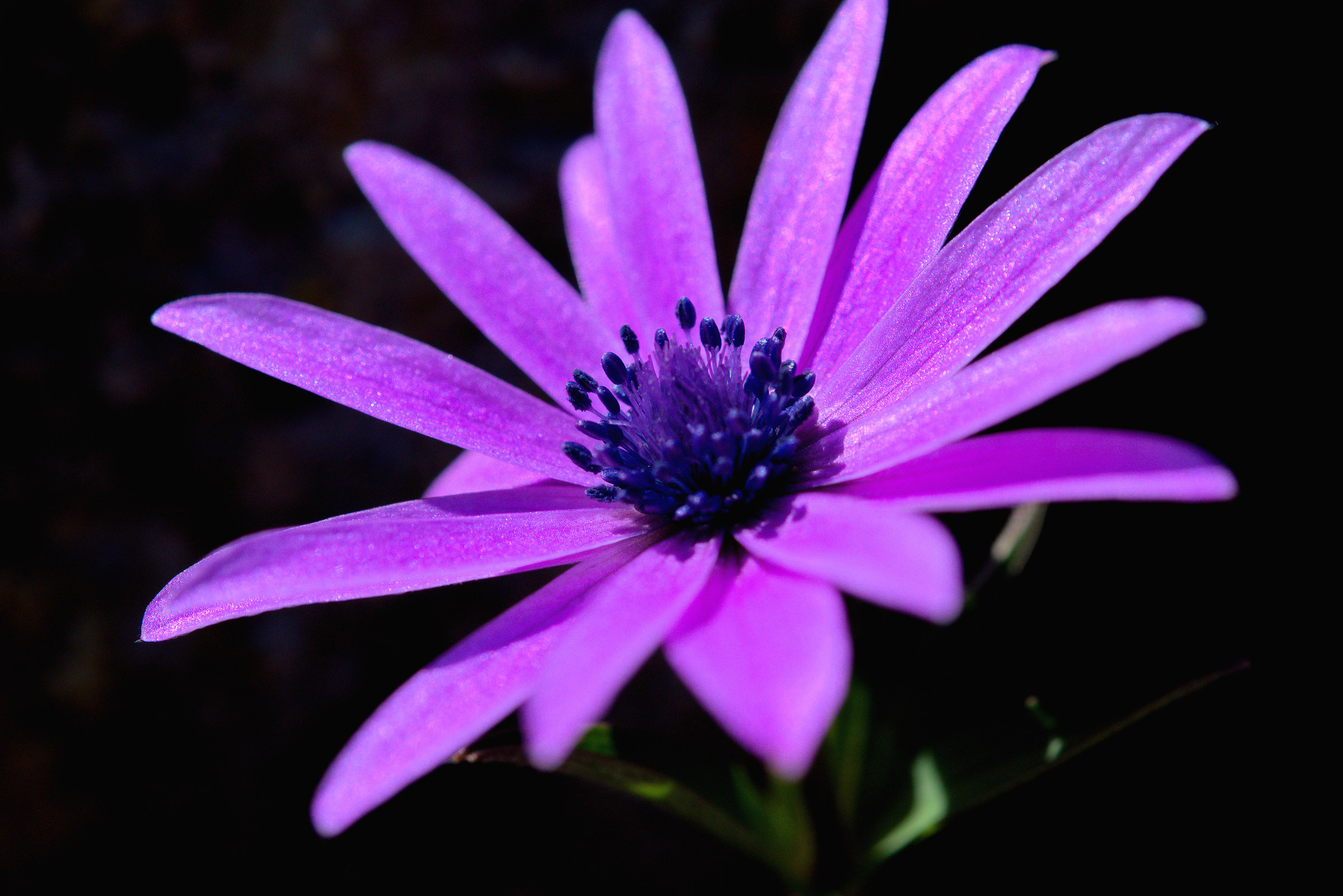 Anemone stellata