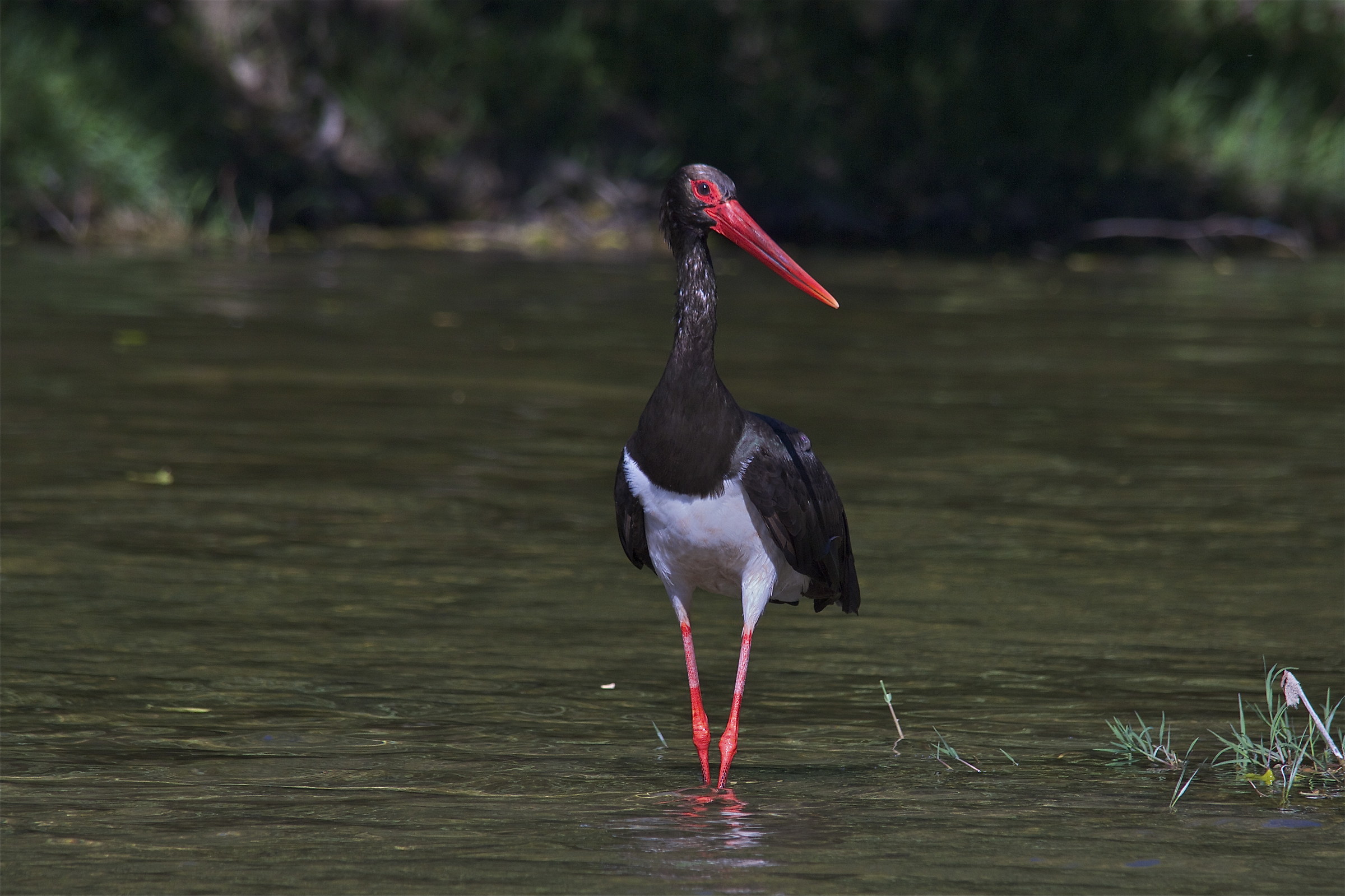 Black Stork walking 1
