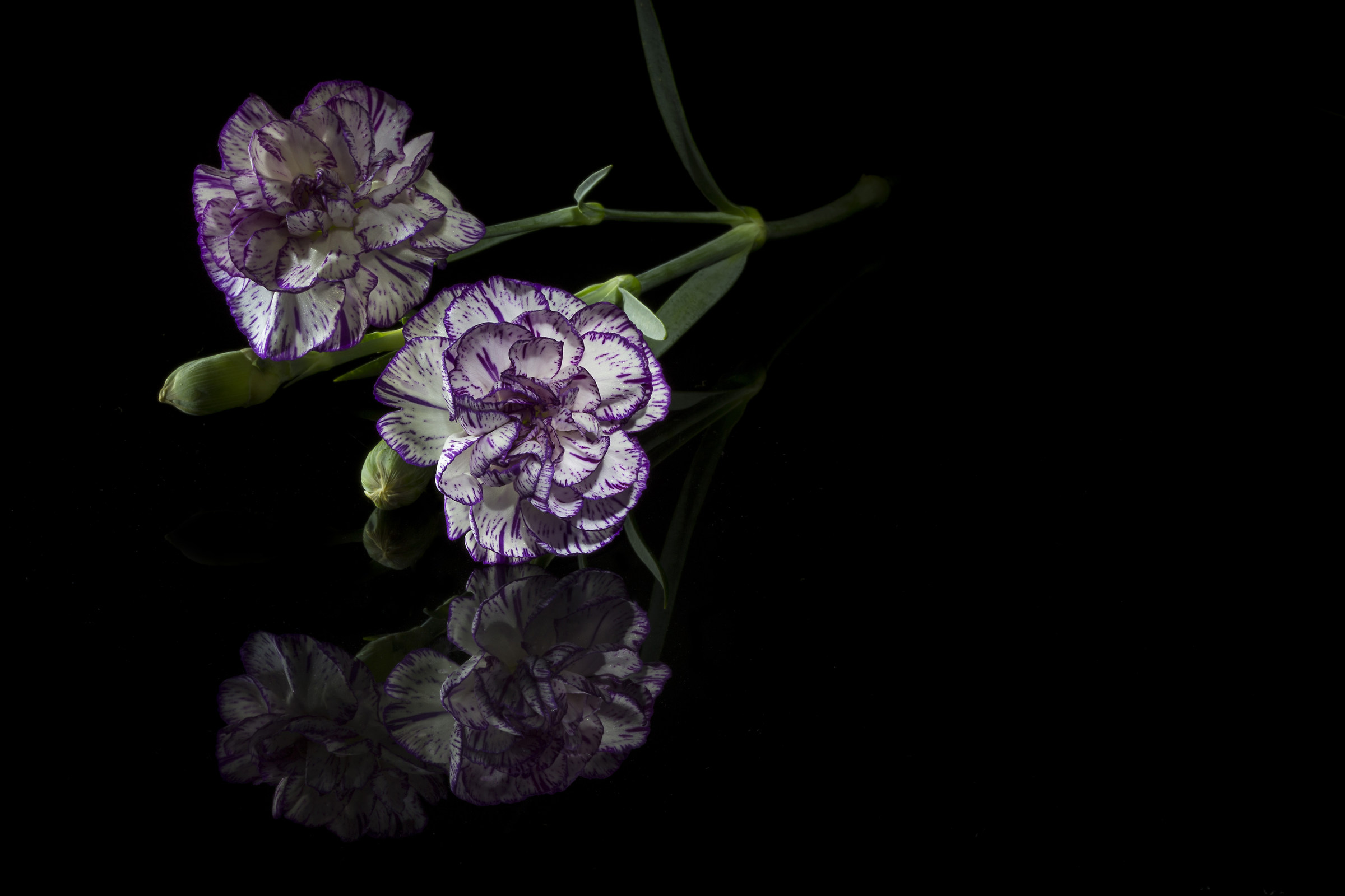 What better flower for a tribute