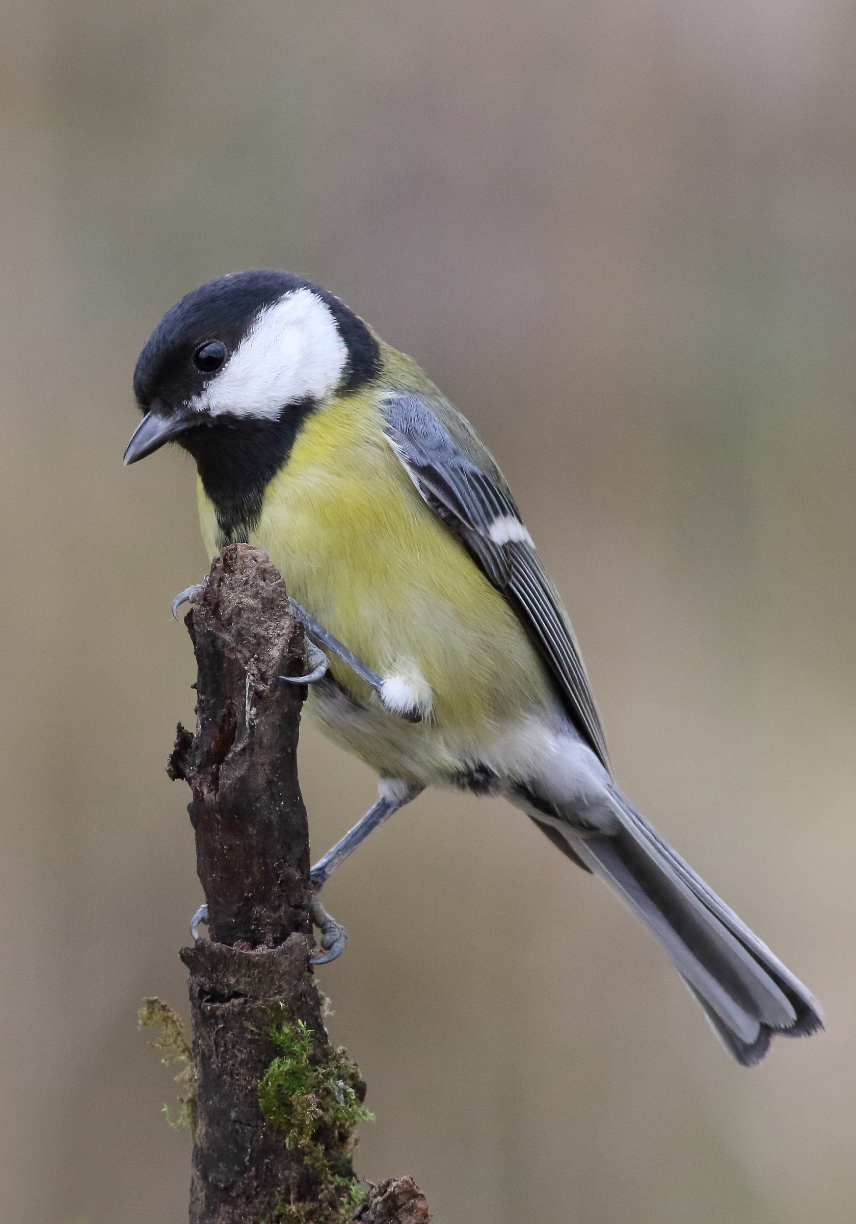 Great Tit