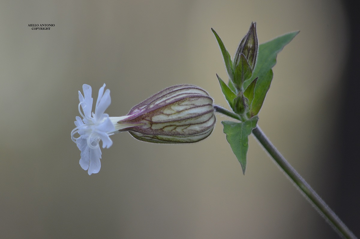 Silene latifolia