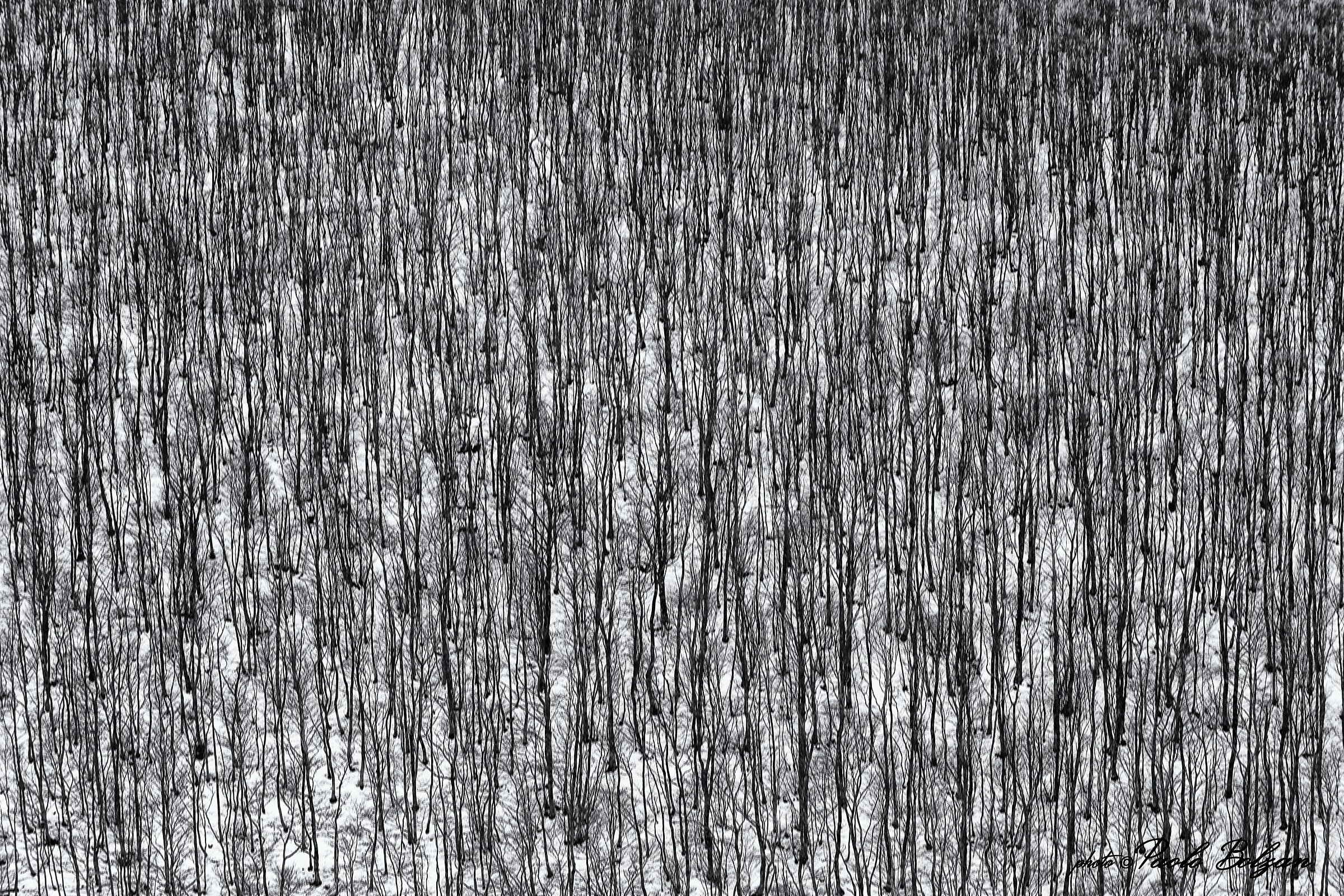 Alberi spogli tra la neve