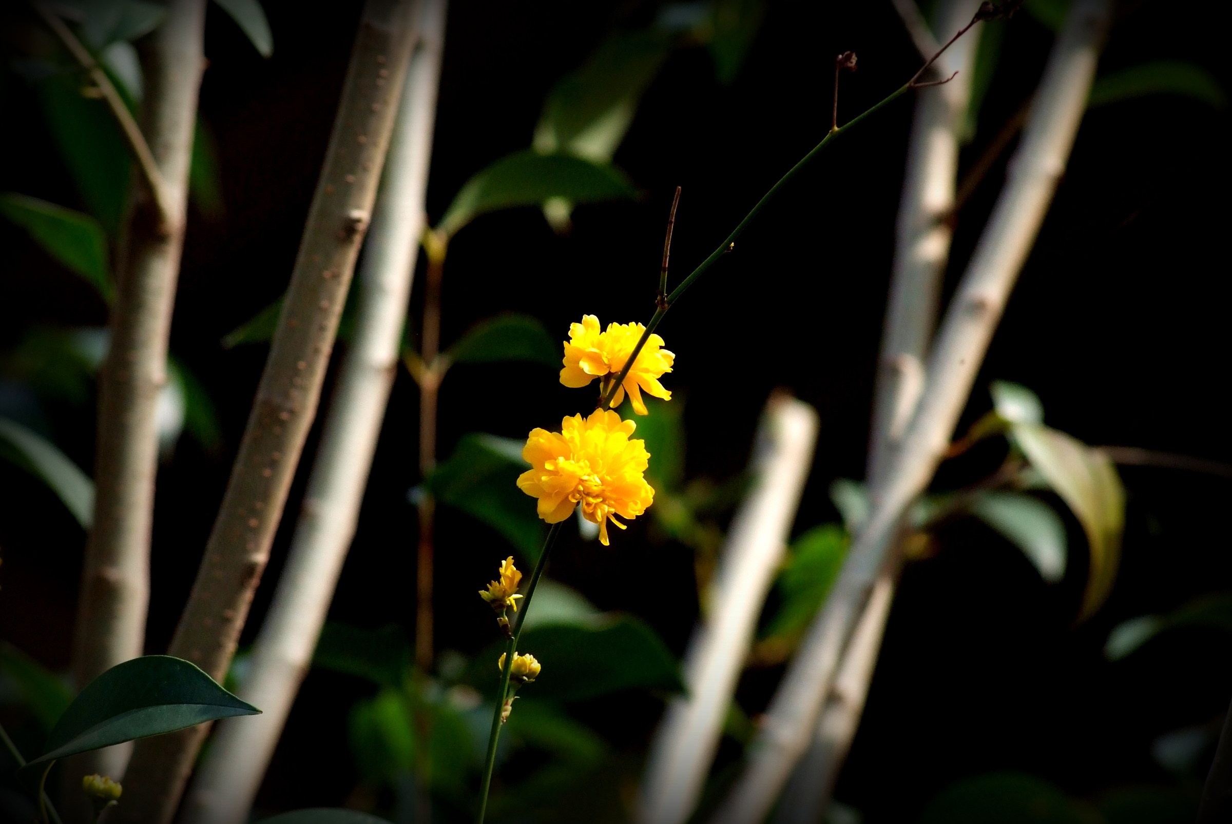 ..piccolo ray of sunshine ..