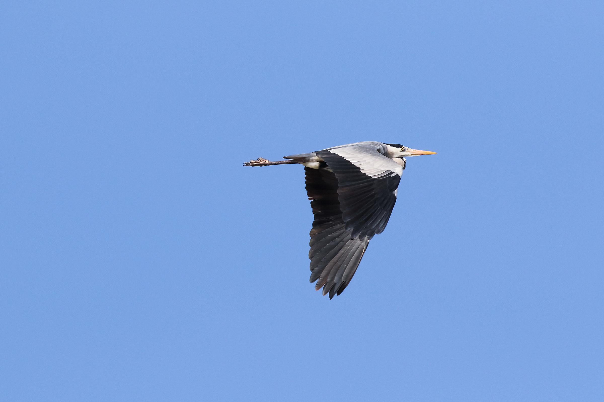 Heron in flight