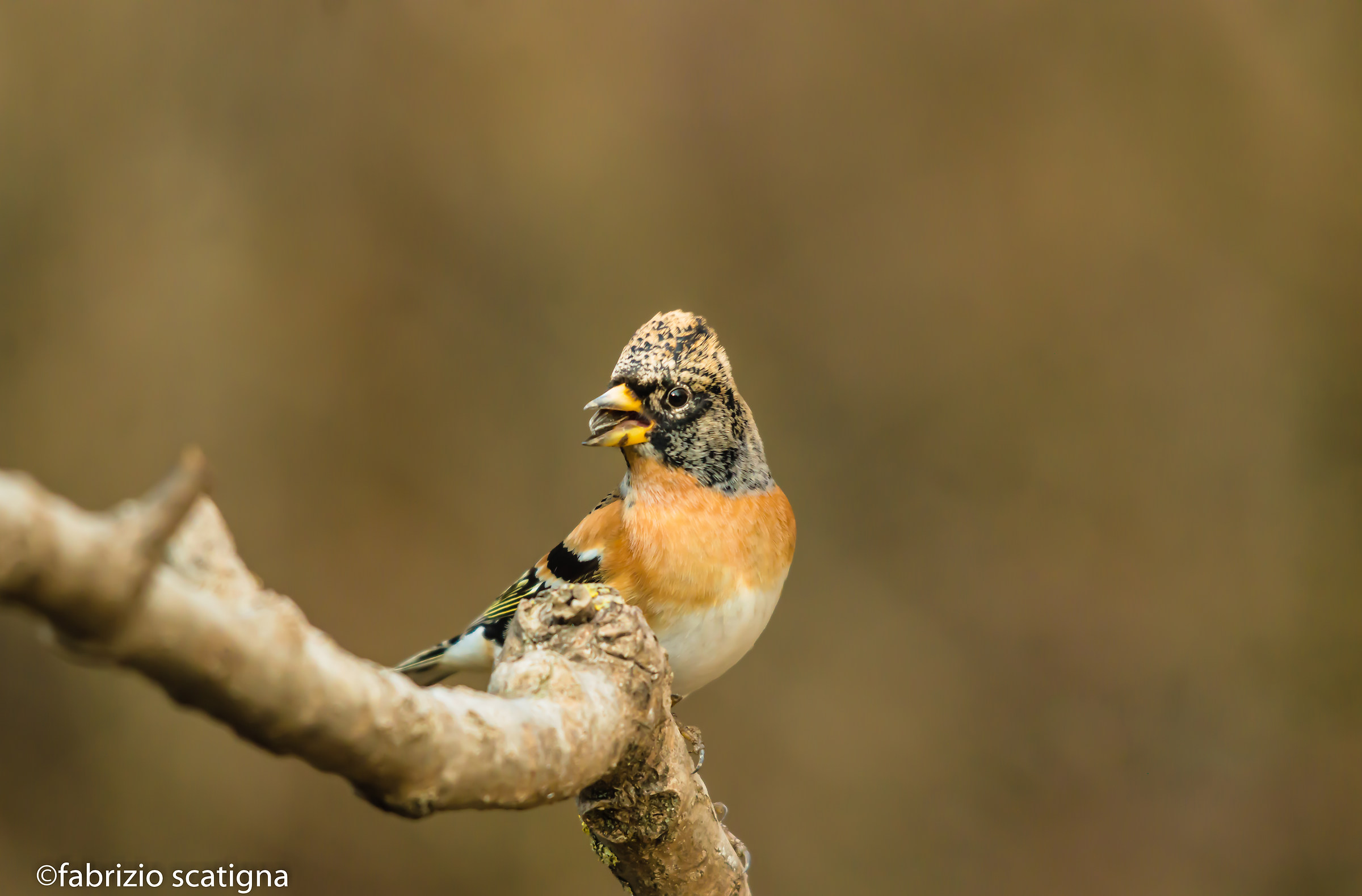 brambling
