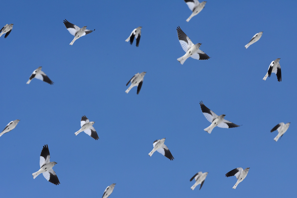 Volo di fringuelli alpini