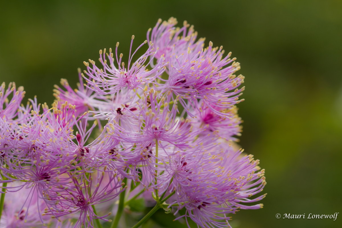 thalictrum aquilegifolium