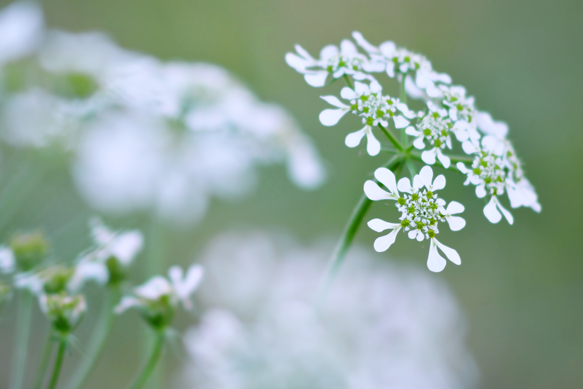 Semplicità - Zona Capalbio (Grosseto) 20160306
