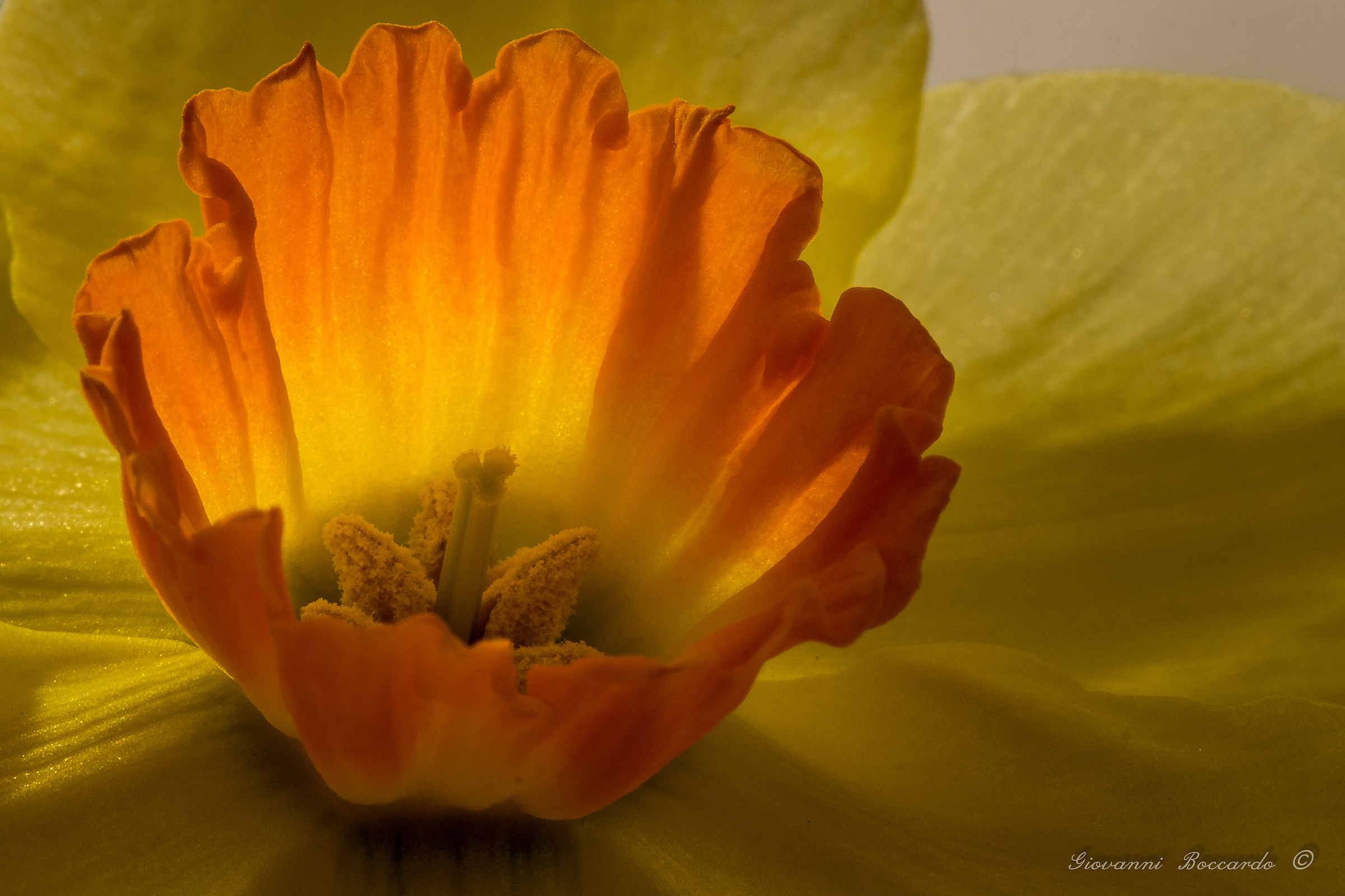 the fiery heart of narcissus