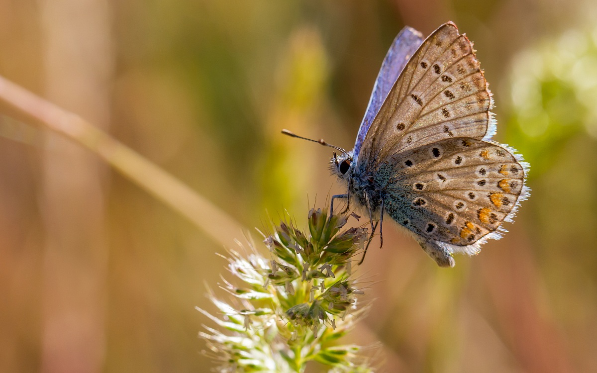 Butterfly ... against the