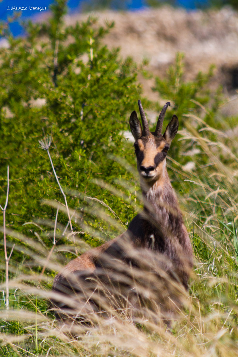 Camoscio maschio a giugno
