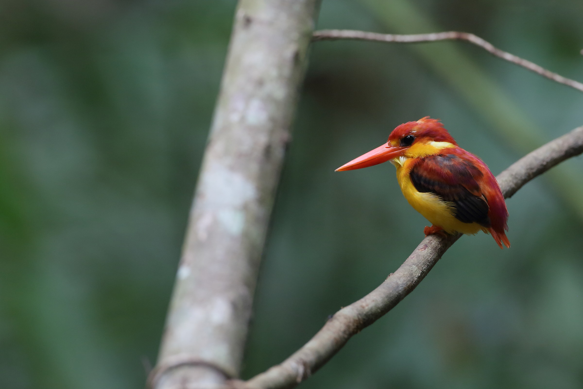 Rufous-backed Kingfisher