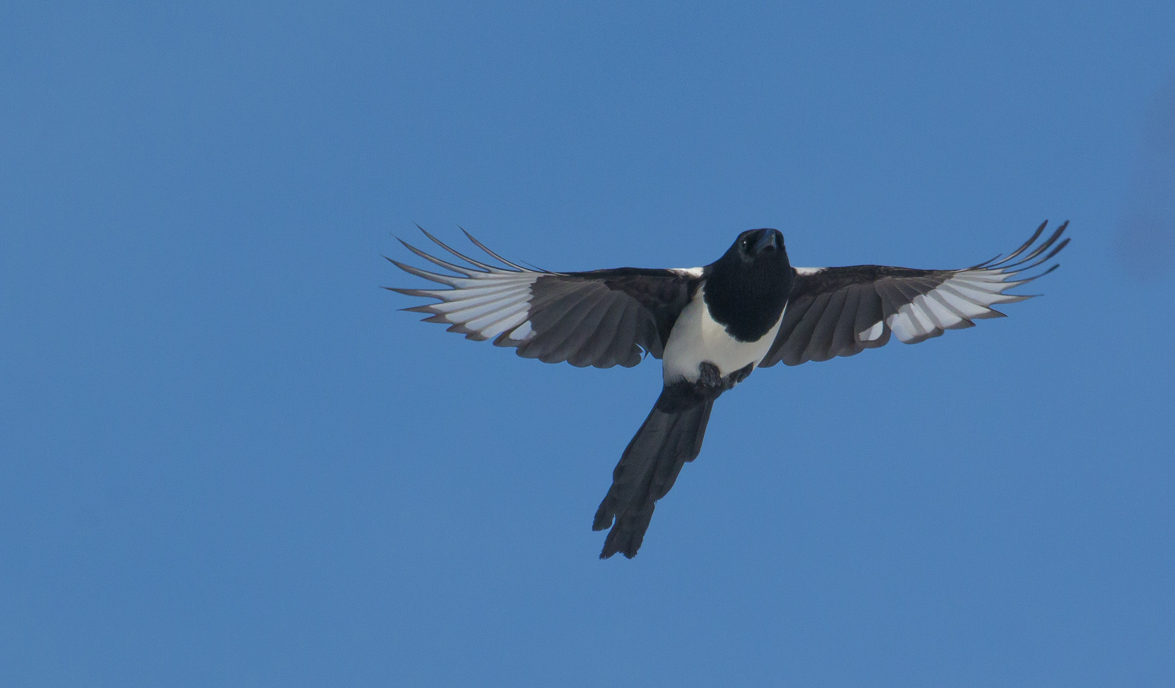 magpie