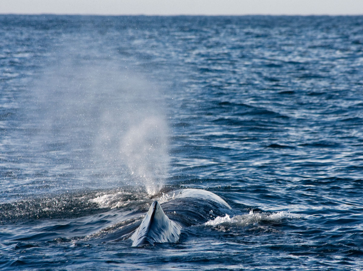 New Zealand: close encounter with a sperm whale