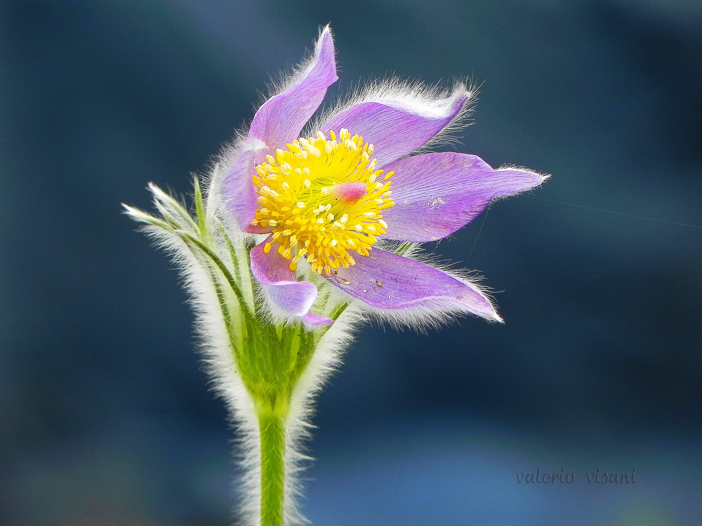 Anemone