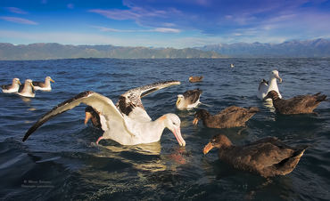 Diomedea antipodensis