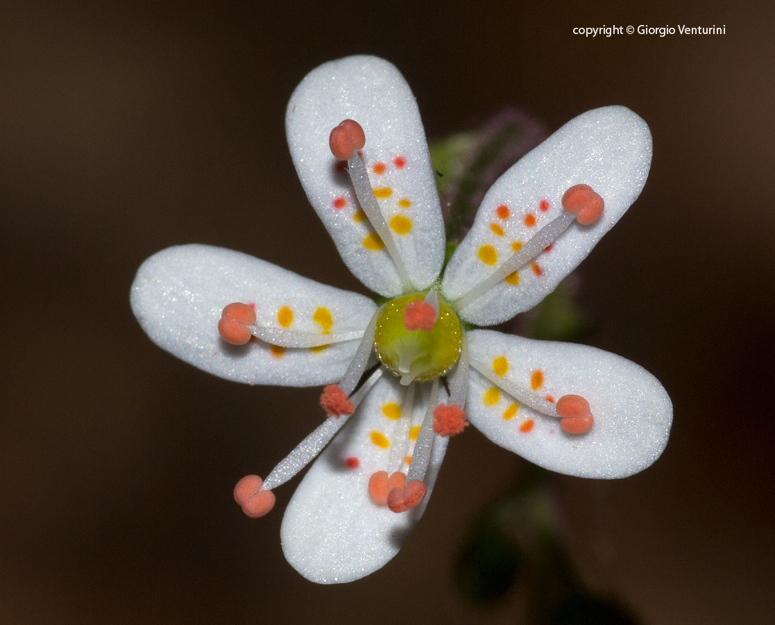 Saxifraga cuneifola. Ligurian Apennines