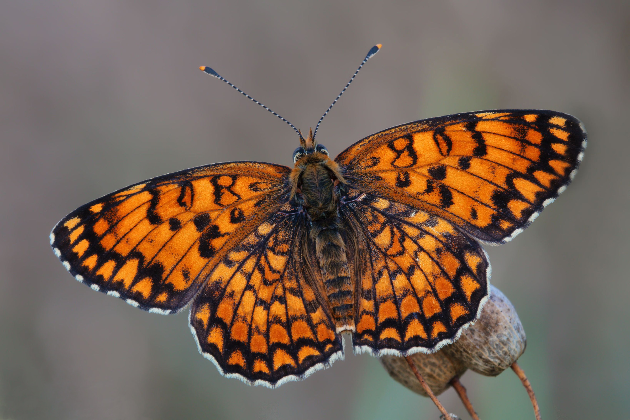 Melitaea Didyma