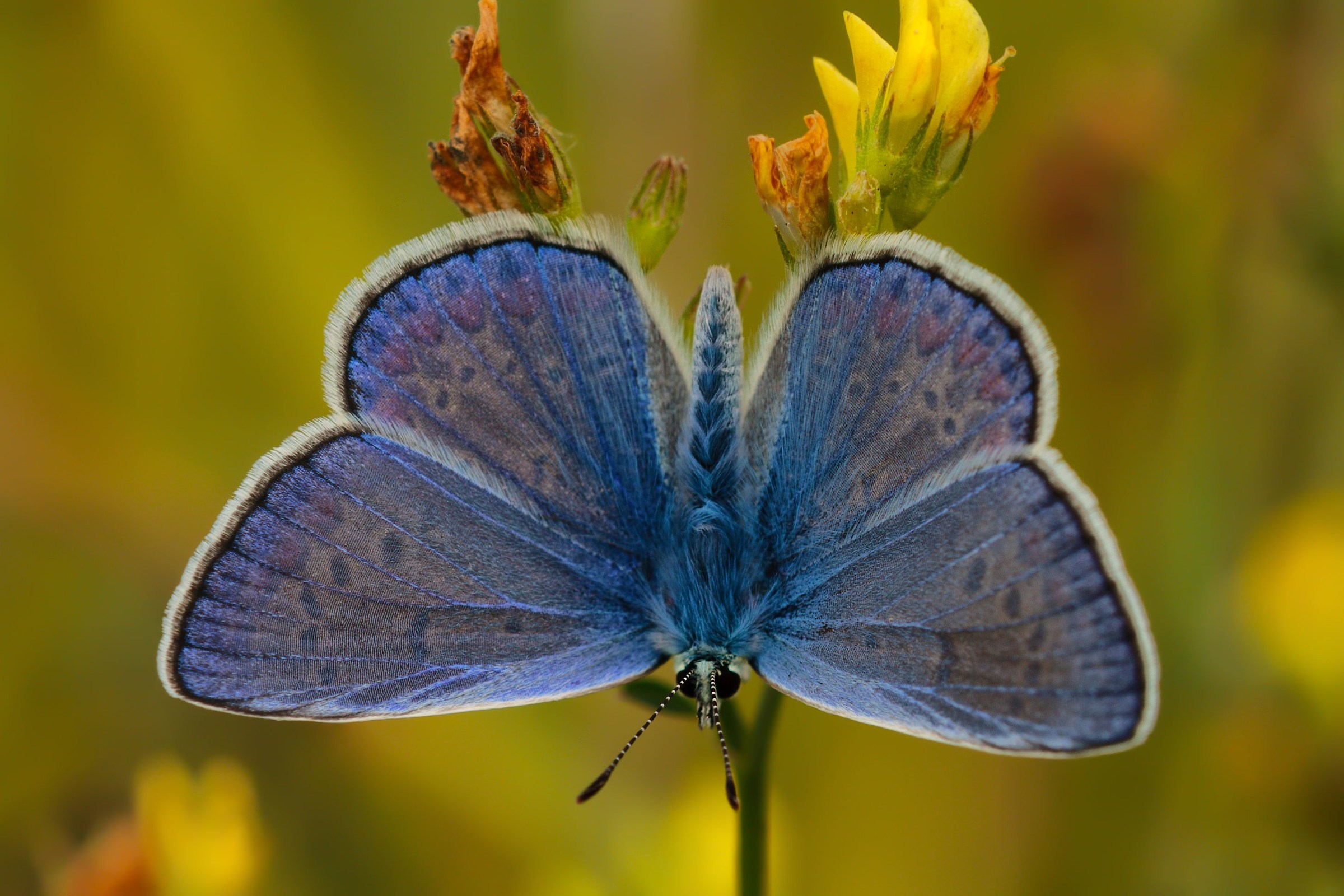 Polyommatus Icarus