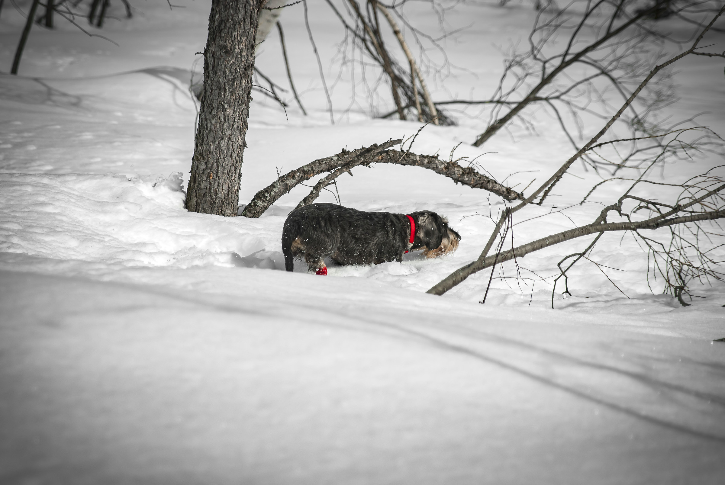 But the cold paws !!