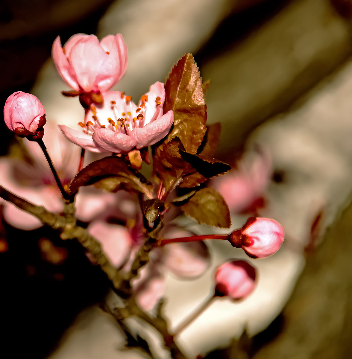 Sbocciati e ancora in boccio
