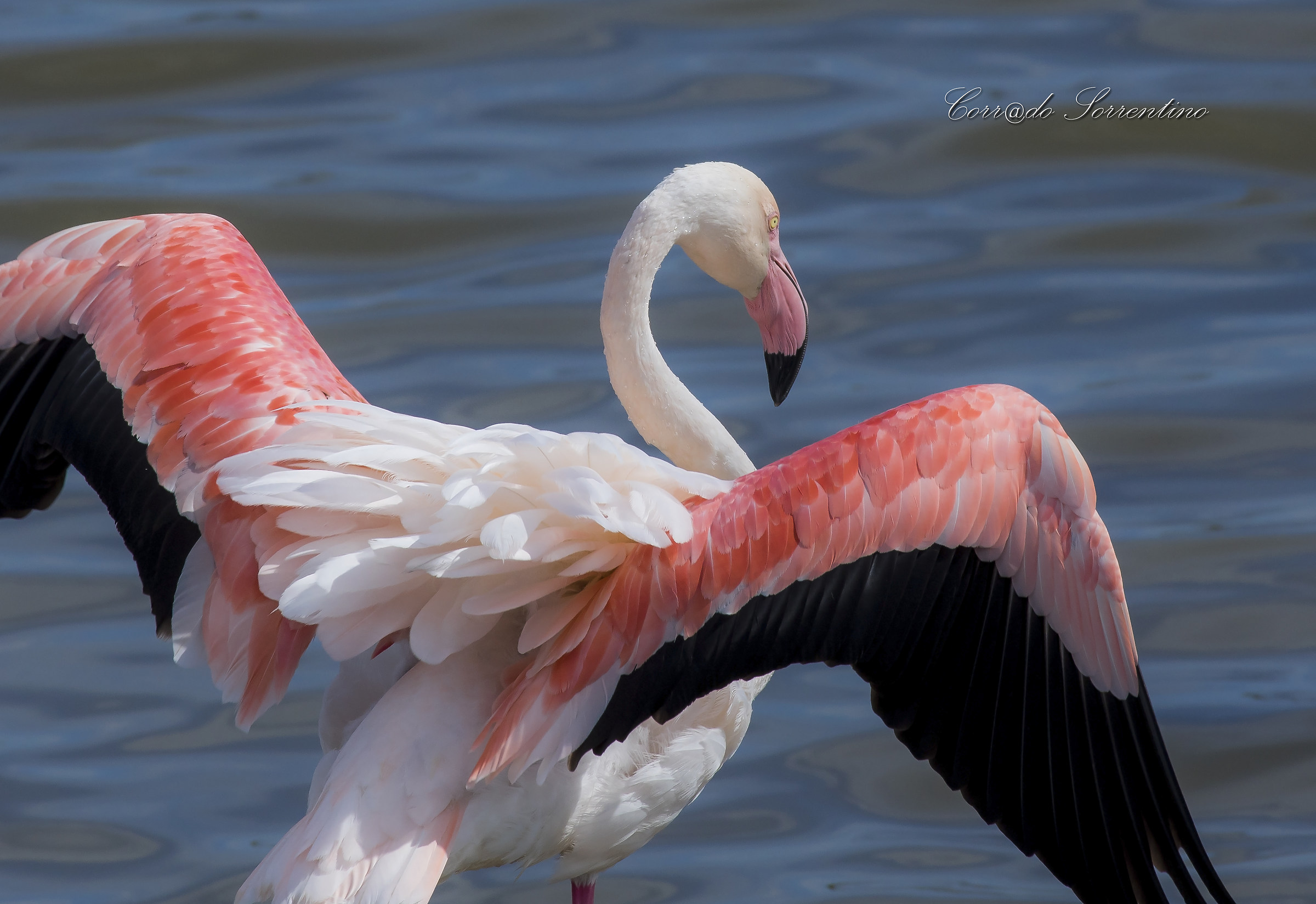 Pink flamingo ..... too close
