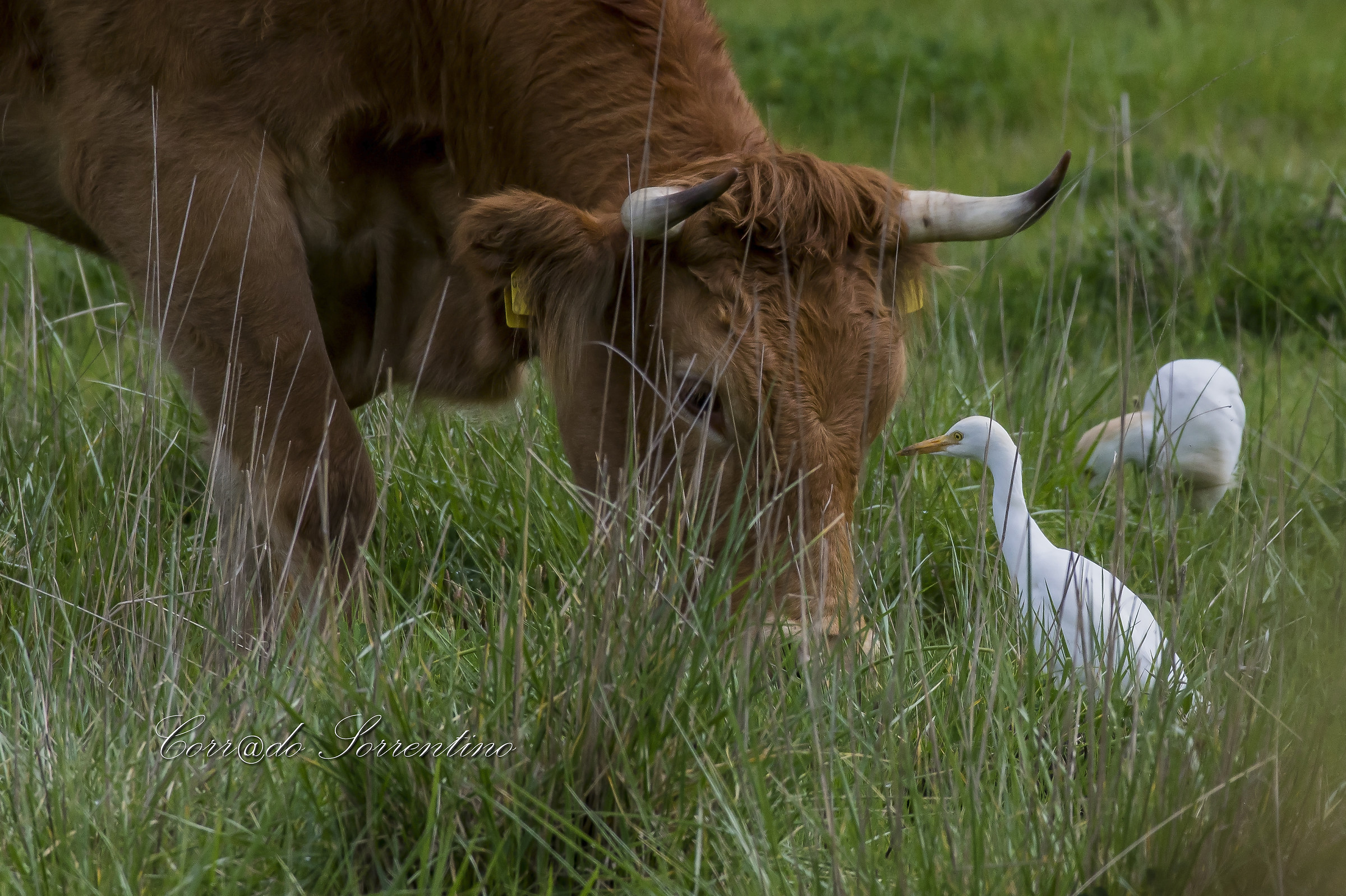 Cattle Egret