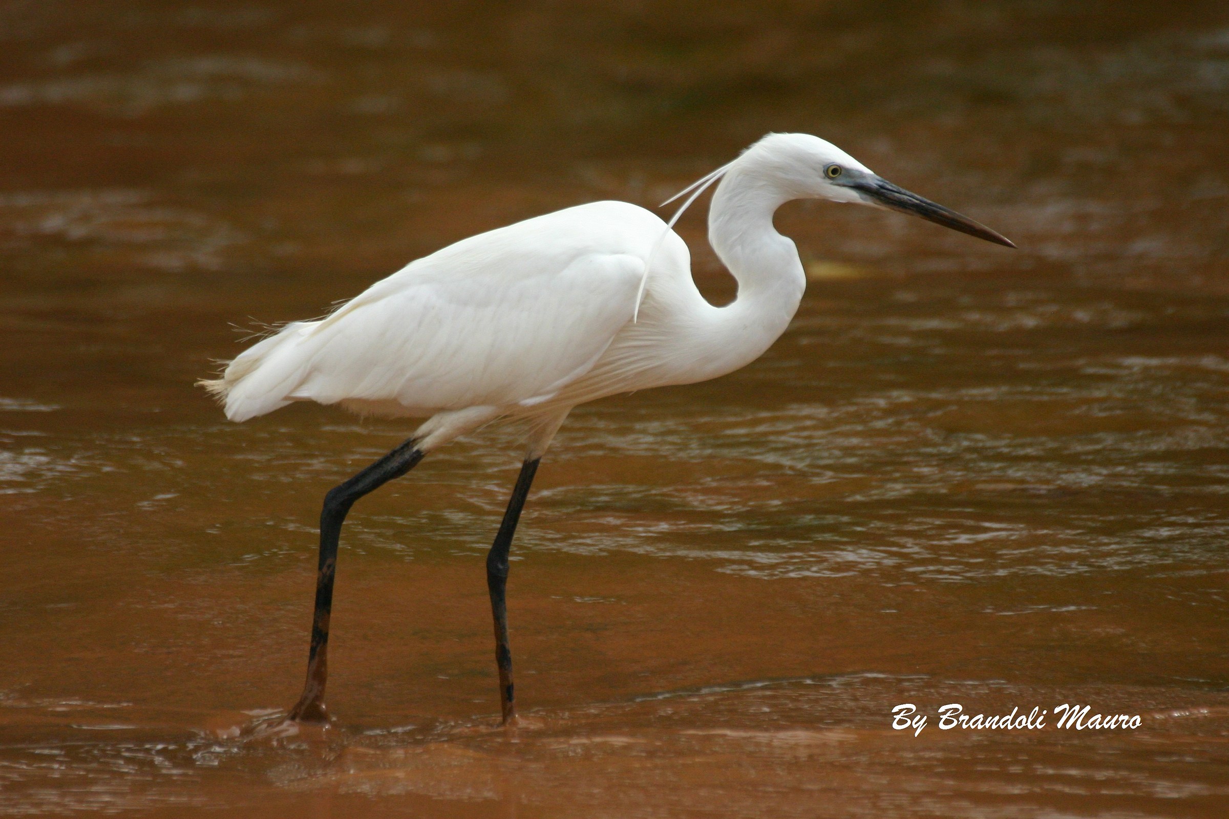 White Egrett