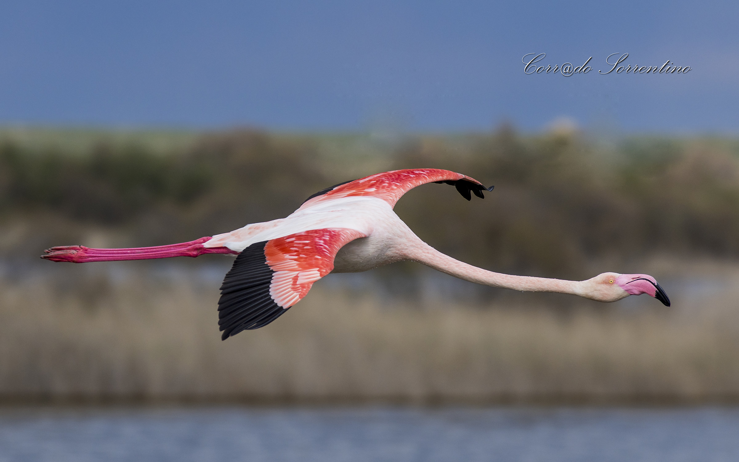 Flamingo in flight