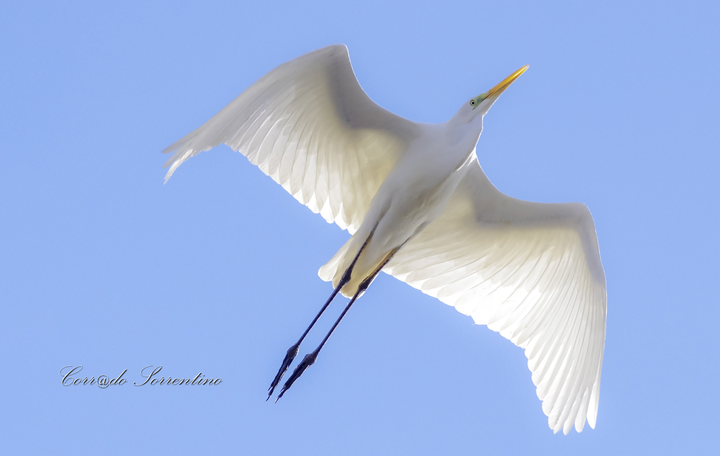 Great Egret