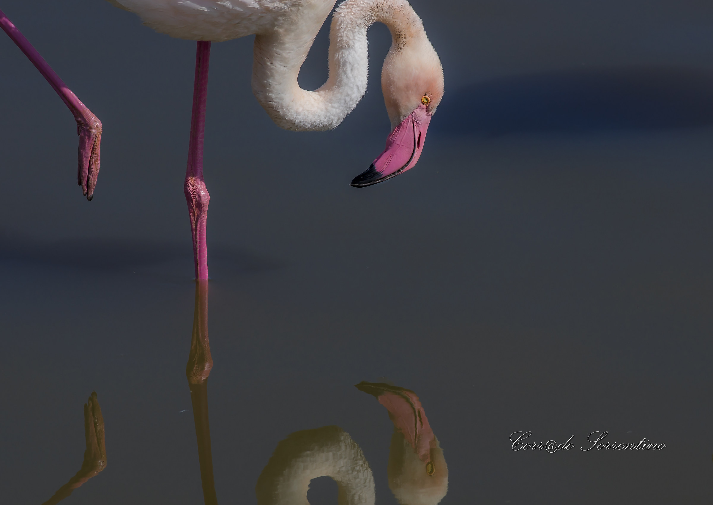 pink flamingo
