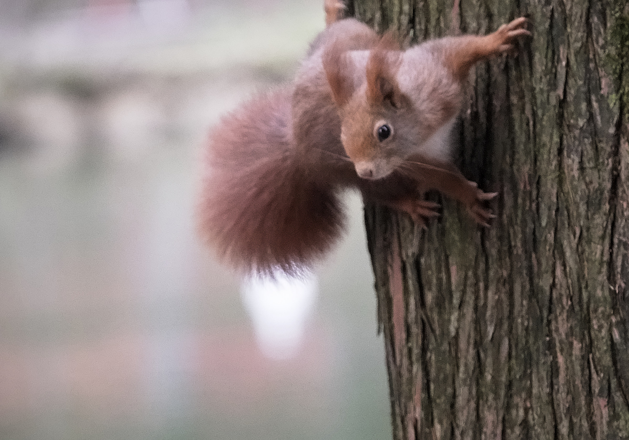 perched on the trunk and curious