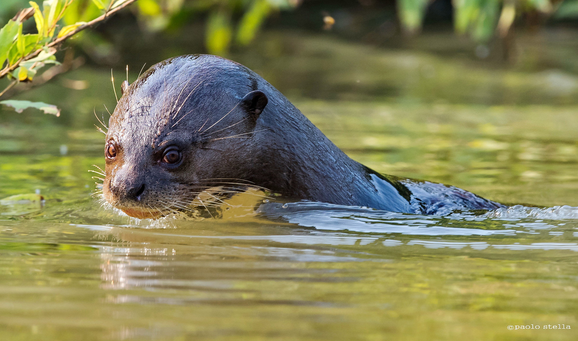 Giant otter fishing