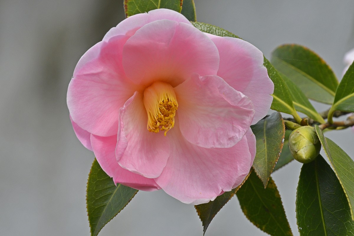 camelia