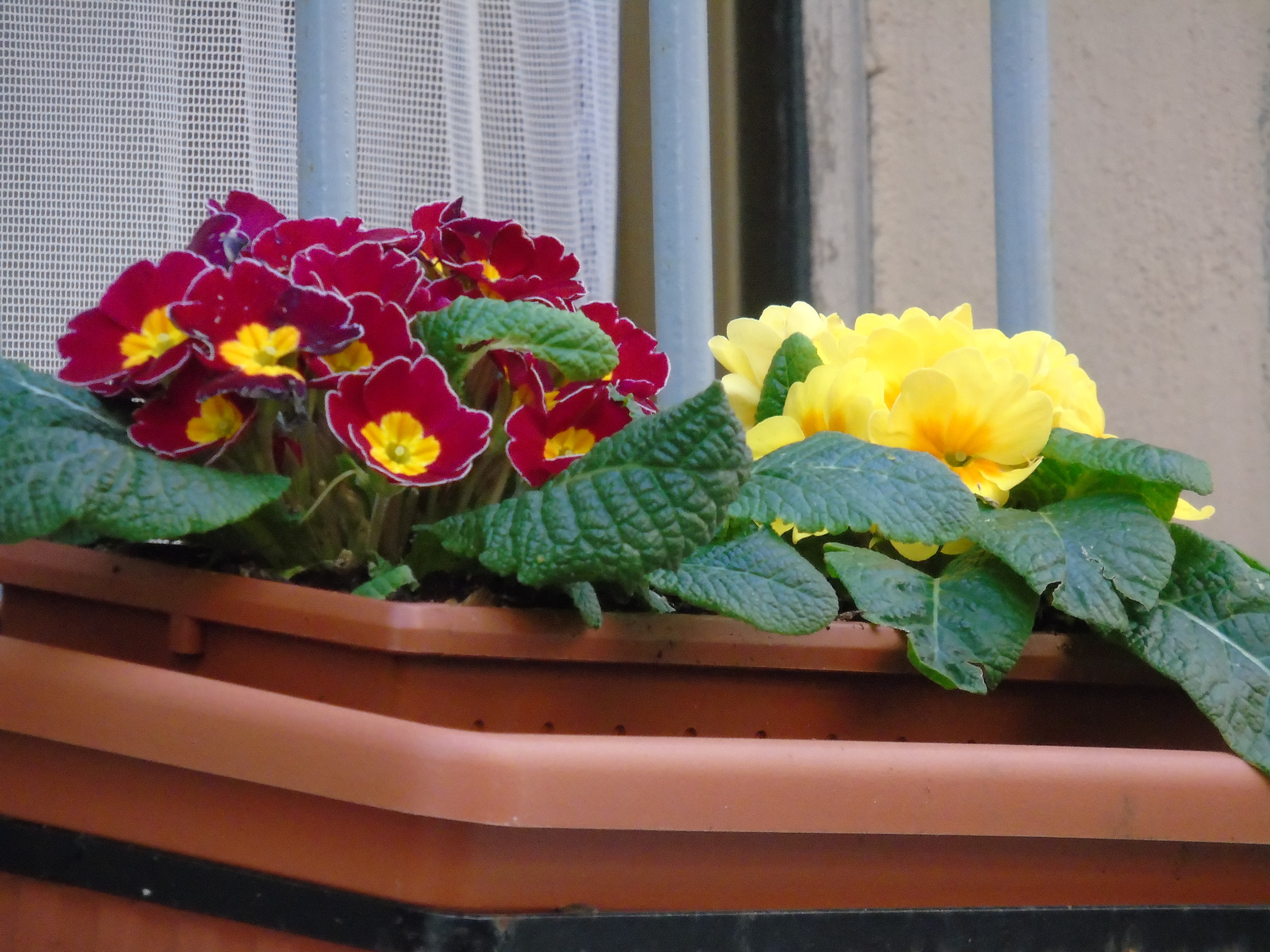 On the Sisters Window 1