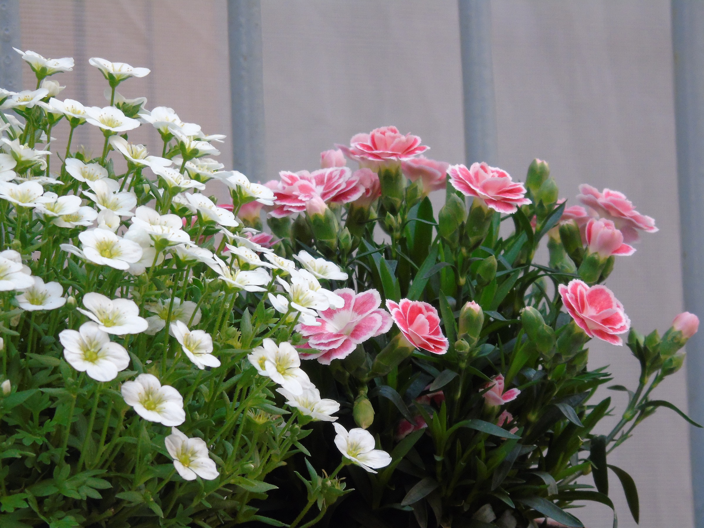 On the Sisters Window 2