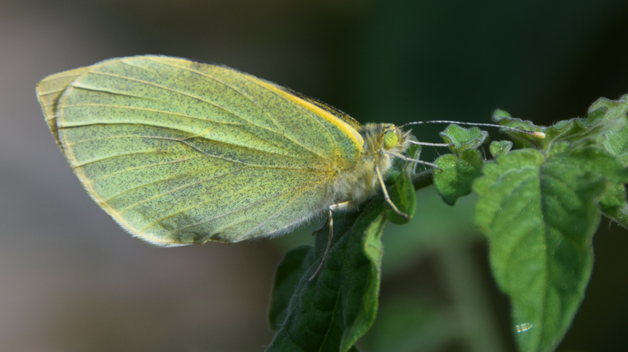 Pieris brassicae L.