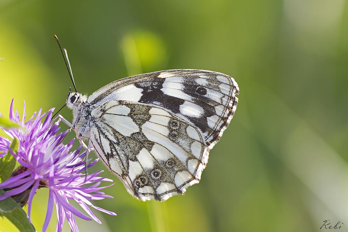 Melanargia galathea