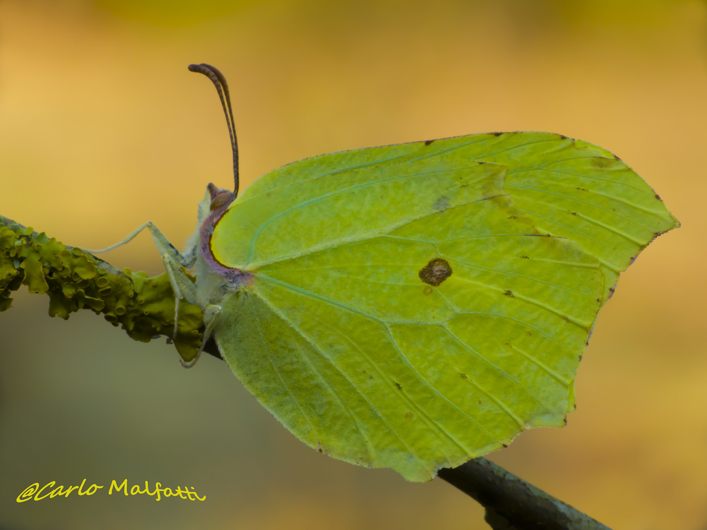 female Colias