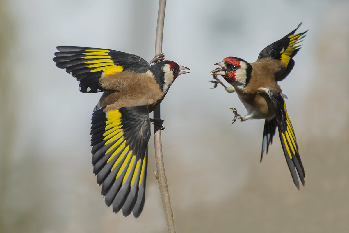 anto and found his rival