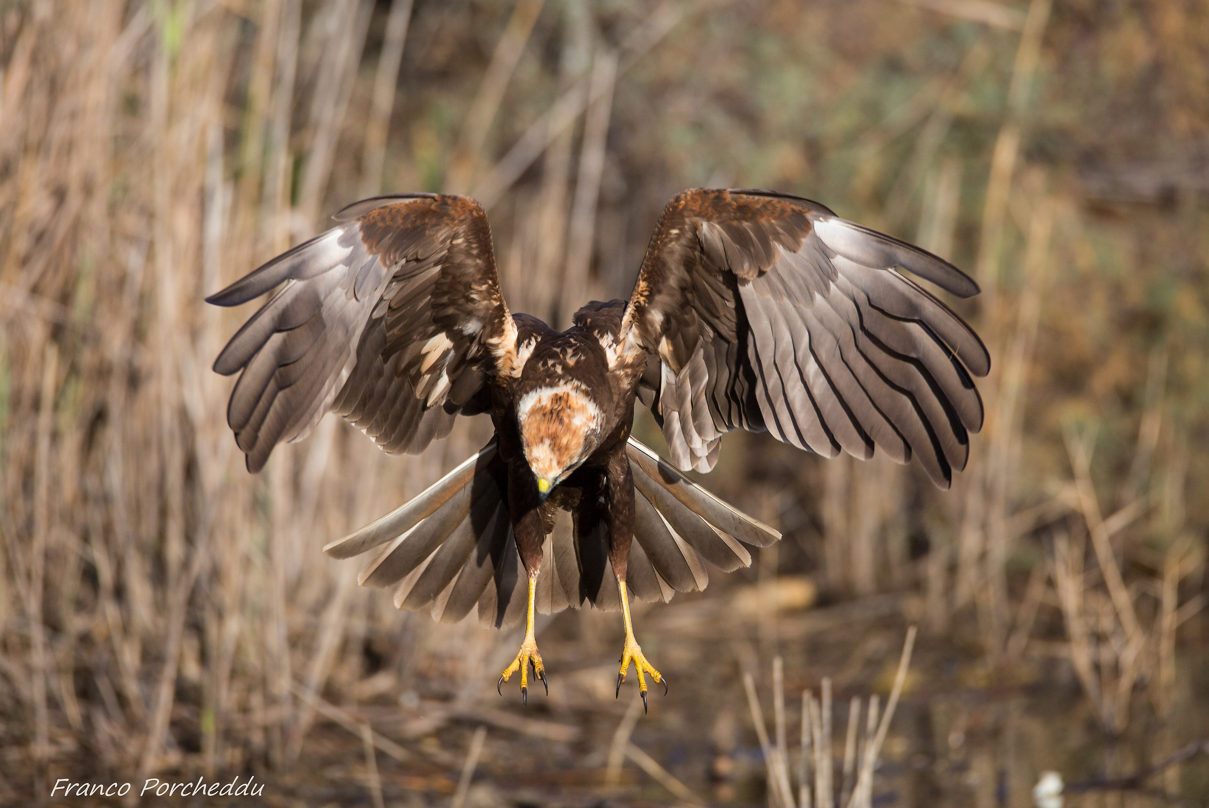 Marsh harrier