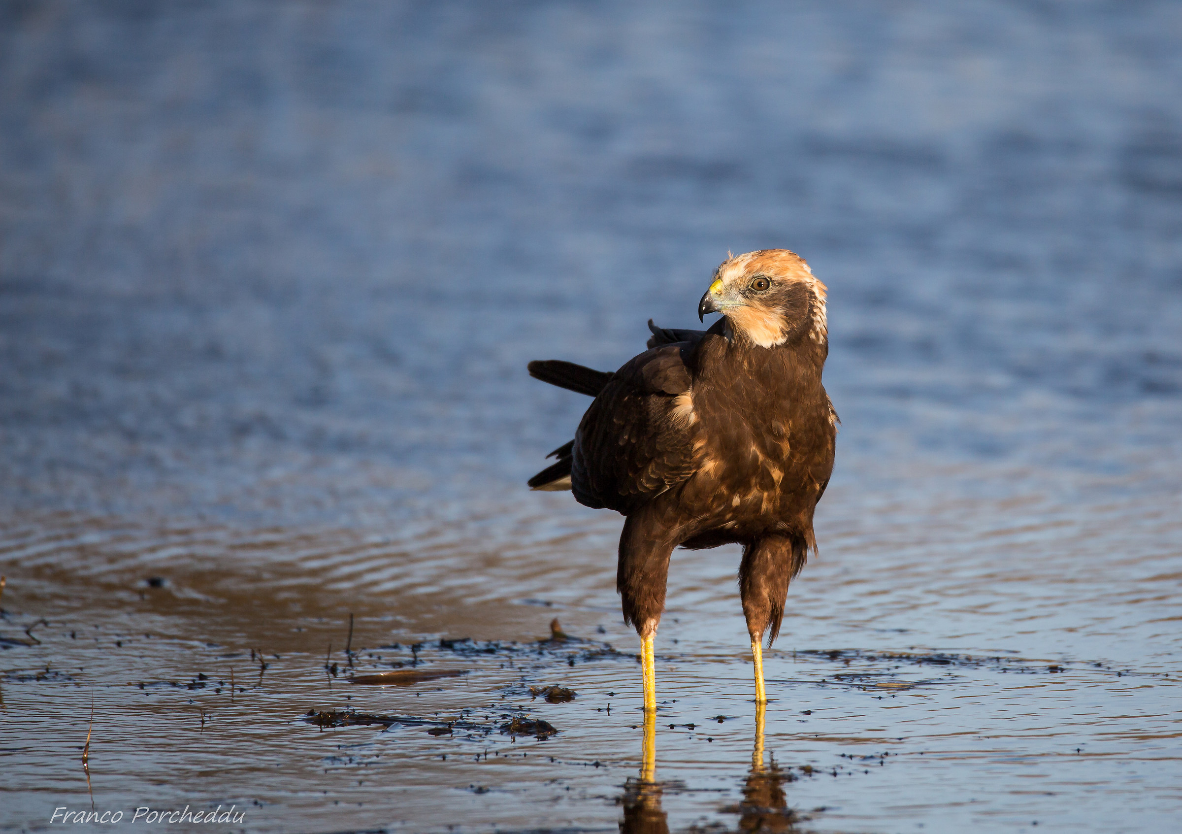 Marsh harrier