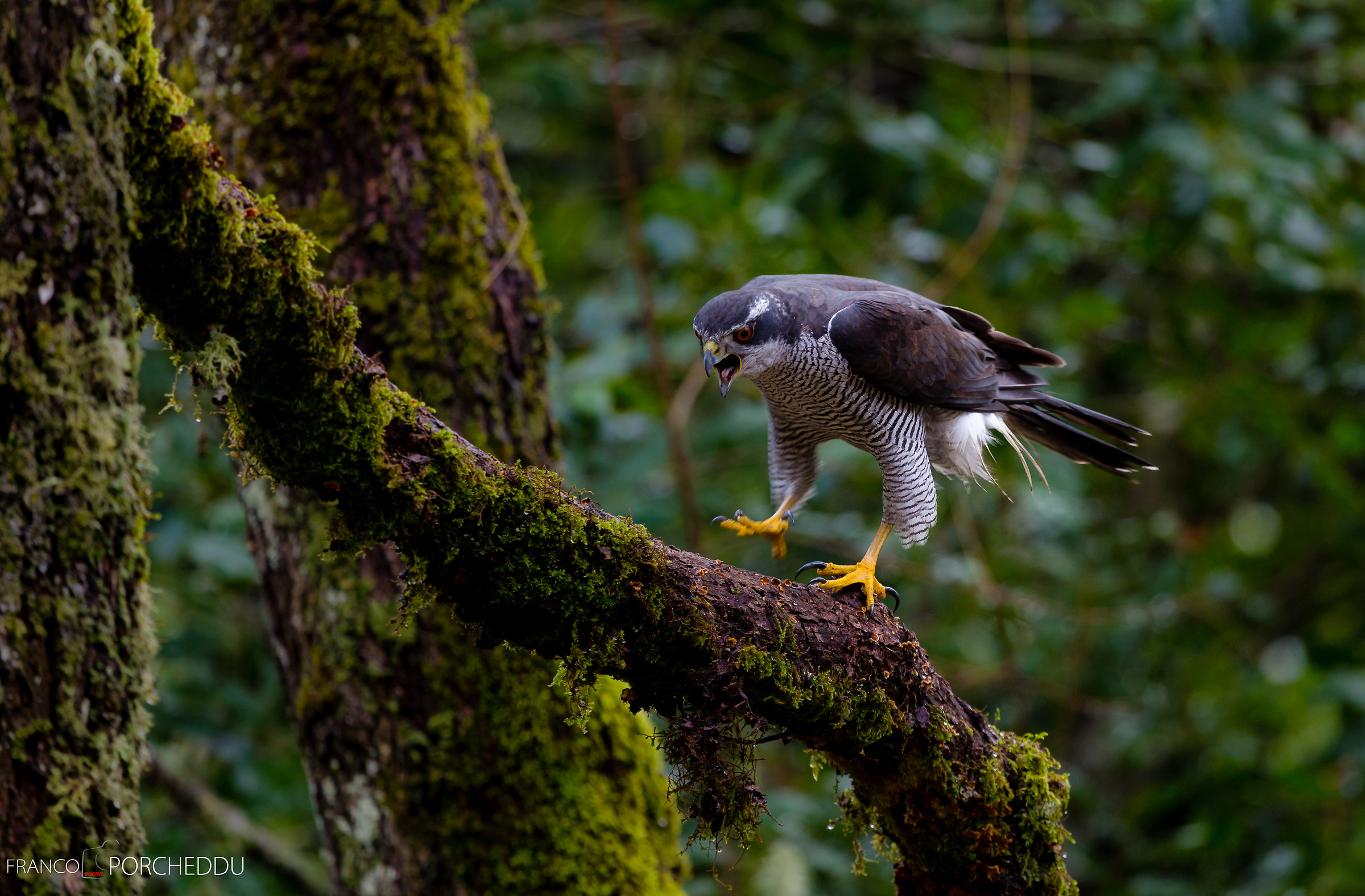 Sardinian goshawk