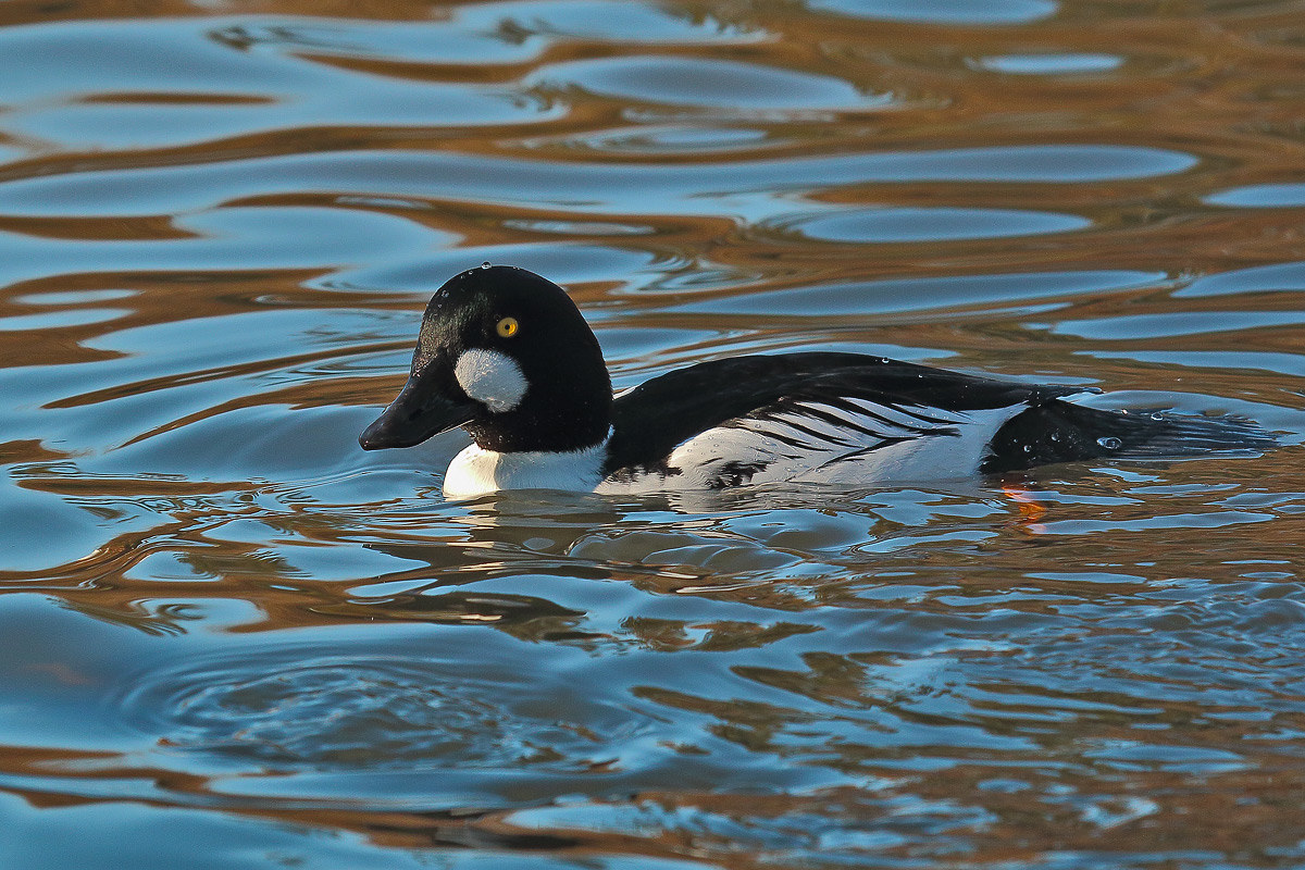 goldeneye